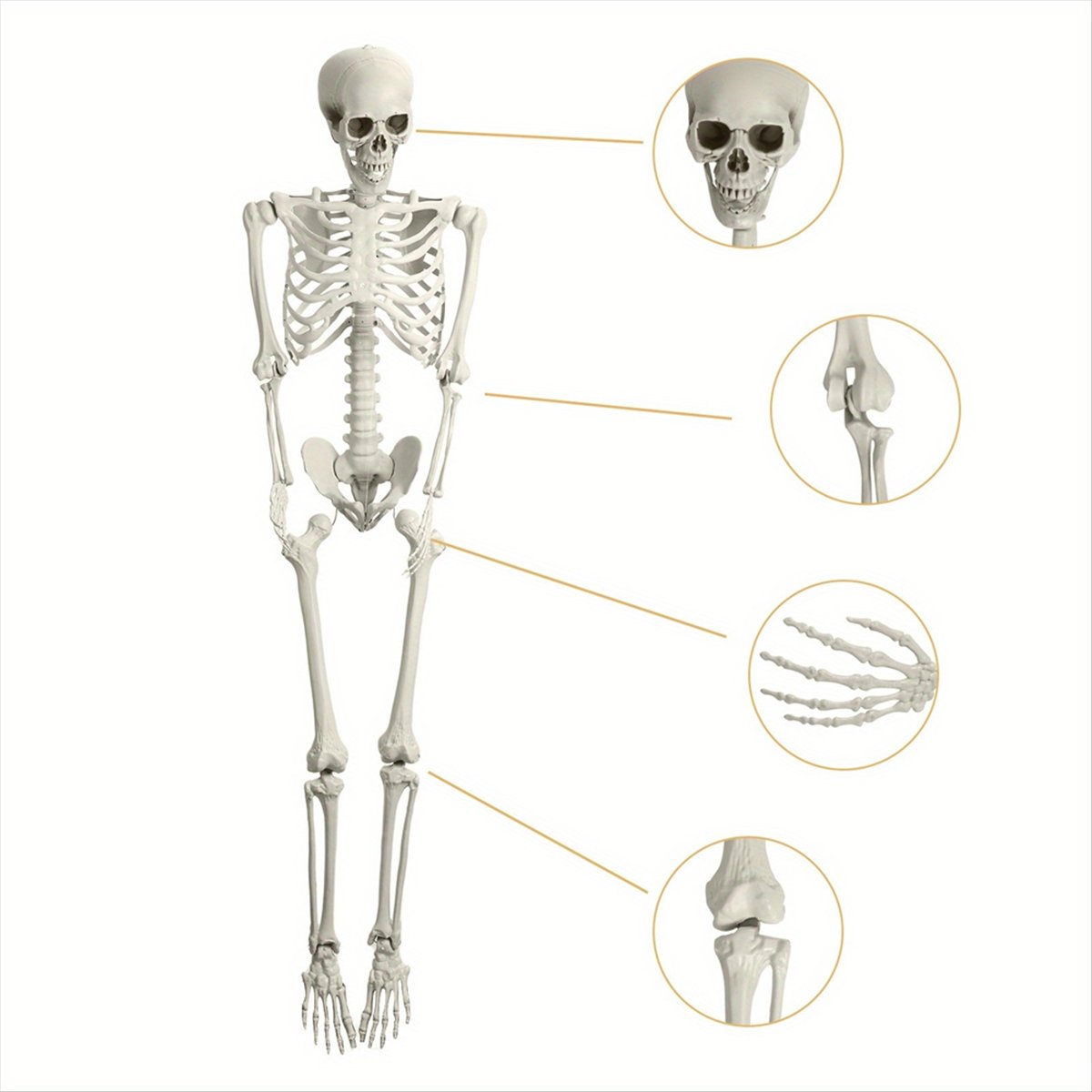 Dekorasi Kerangka Halloween AB - Halloween Skeleton Decoration ulasan dan harga